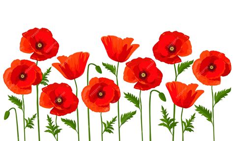 Poppy Flower Pictures Clip Art | Best Flower Site