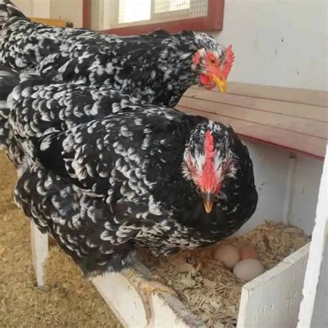 Image result for Black Java Chicken Chicks