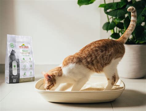 The Best Natural Cat Litters of 2024 - Modern Cat