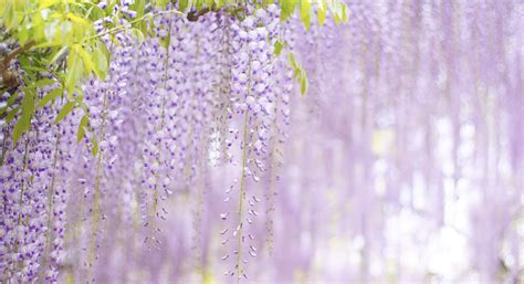 Unlocking the Secrets of Feeding Wisteria: How to Make your Plant ...