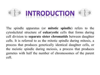 Spindle Def 的图像结果