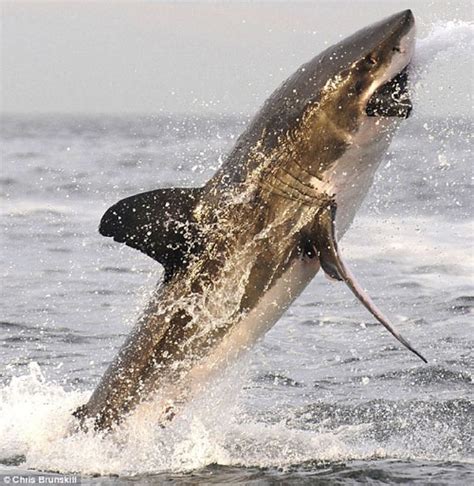 五月长沙观海 六月大白鲨将“肆掠”星沙(图)-搜狐滚动