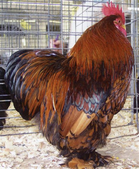 Golden Laced Cochin Bantam Chickens - Baby Chicks | Cackle Hatchery