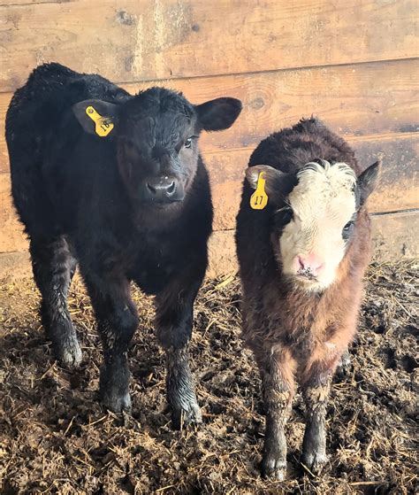 Roberts Family Farms in Sandwich