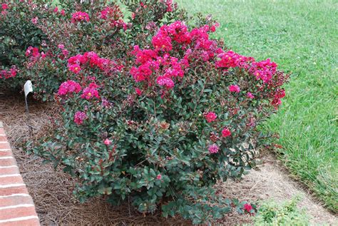 Victor red dwarf crape myrtle lagerstroemia indica victor dwarf 3 ...