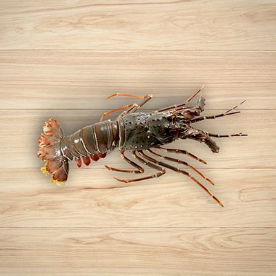 Marina Seafood – Premium Quality Seafood Delivered to Your Doorstep