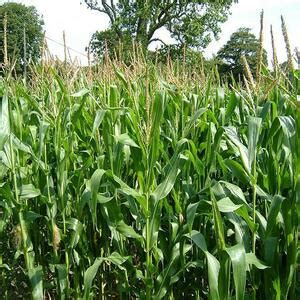 Pioneer Agro Corn seed/ Maize seed (Zea Mays) Buy Online | BigHaat