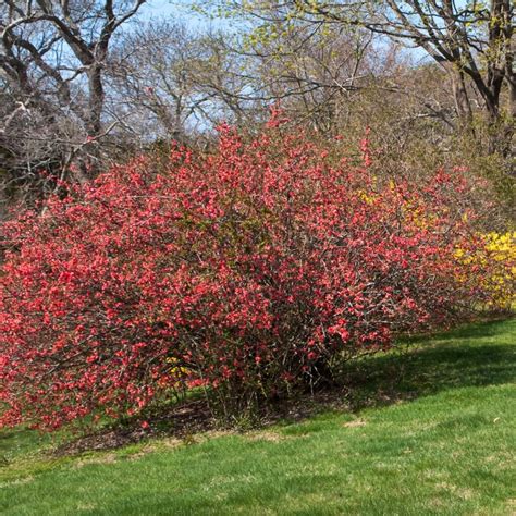 How to Grow and Care for Flowering Quince - growhappierplants.com