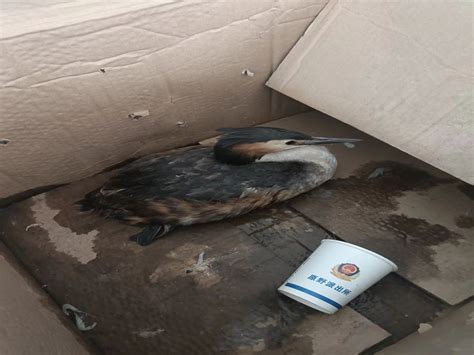 哈市呼兰警方成功救助一只国家二级保护鸟类