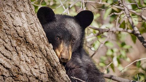 Texas Wildlife: Our Future