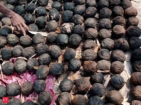 West Bengal: 6 barrels of crude bombs recovered in Birbhum near the ...