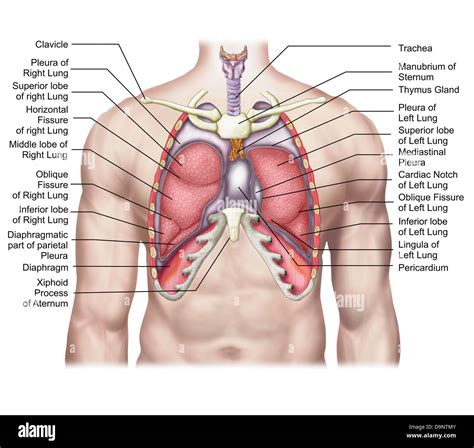 Anatomy of human lungs in situ Stock Photo: 57643403 - Alamy