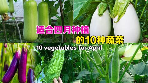 3月可以种哪些蔬菜？再分享10种简单易种的蔬菜，菜友们千万别错过了|10 vegetables suitable for planting ...