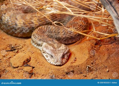 Death Adder Snake stock image. Image of snake, orange - 250183333