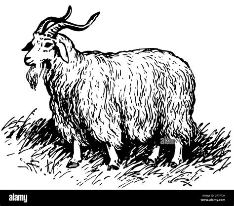 Image result for Angora Goat Wool