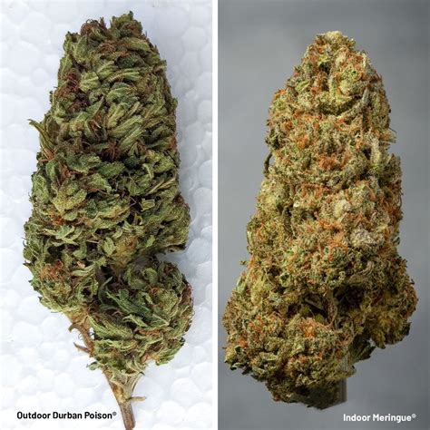 Greenhouse Vs Indoor Cannabis Opinion: How To Boost Cannabis