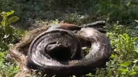 Image result for Python Attacking Prey Footage