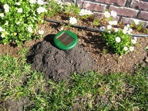 Repel Moles 的图像结果