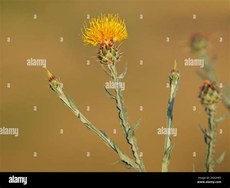 Yellow star-thistle flower, Centaurea solstitialis Stock Photo - Alamy