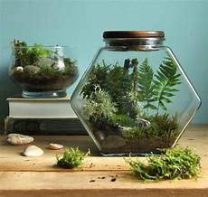 Diy Terrarium by Beautiful Diy Terrarium In 3 Easy Steps A Of Rainbow Diy Terrarium
