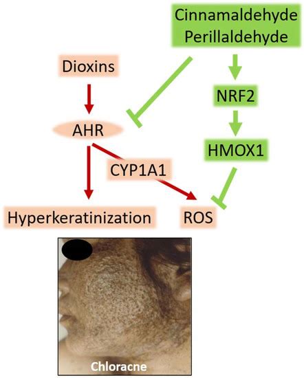 Therapeutic Agents with AHR Inhibiting and NRF2 Activating Activity for ...