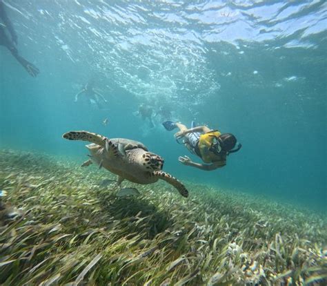 Top 10 Mexico Water activities 2023 - Klook India