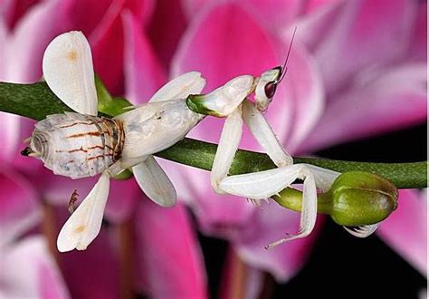 世界上最漂亮的螳螂，兰花螳螂(美艳杀手超像兰花) - 知乎