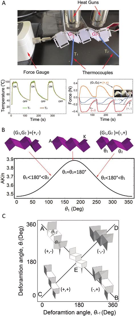 Image result for Muscle Spindle Rate Coding