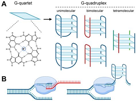 The Characterization of G-Quadruplexes in Tobacco Genome and Their Function under Abiotic Stress