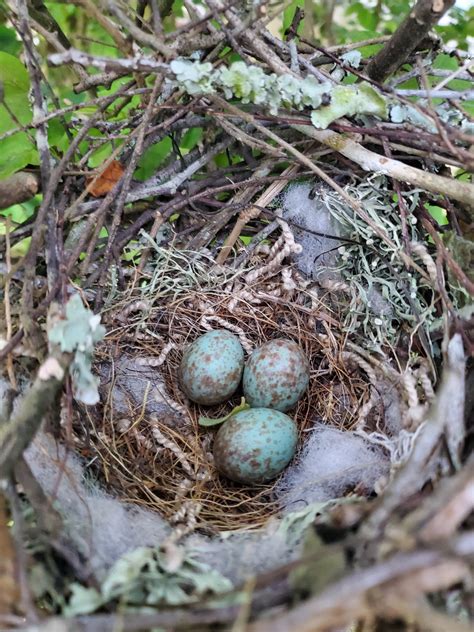 House Sparrow Eggs at Dominic Chumleigh blog