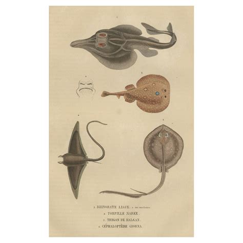 Print of a Guitarfish, Common Torpedo, Stingray and Devil fish or Giant ...