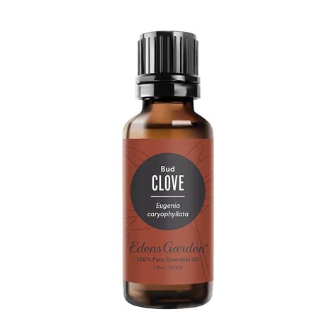 Clove 100% Pure Therapeutic Grade Essential Oil- 30 ml : Amazon.in ...