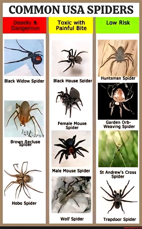 COMMON USA SPIDERS Deacly I Toxic with Low Risk Dangerous Painful Bite Huntsman Sper Black Widow ...