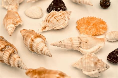 Image result for Hard Sea Shells