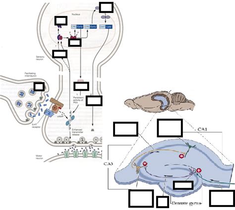 Image result for Memory and Learning