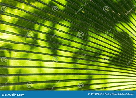 Image result for Palm Tree Map