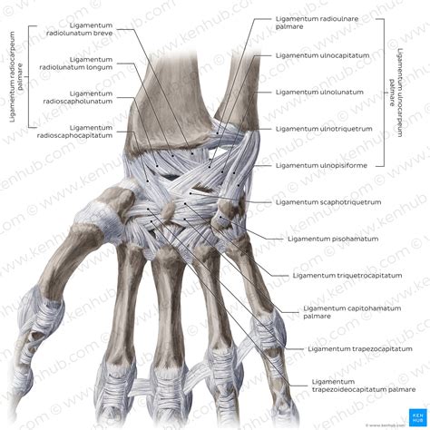 Proximales Handgelenk APTUS® Hand / Wrist Arthrodesen System 2.0