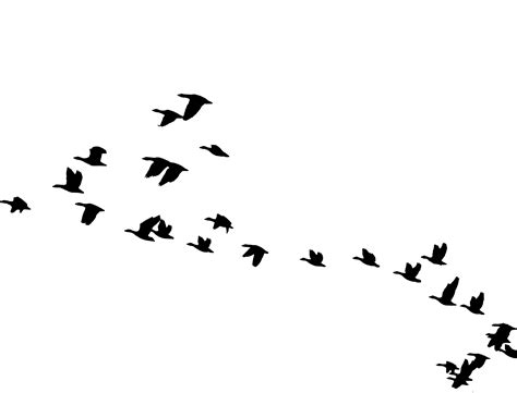 Bird In Flight PNG HD Transparent Bird In Flight HD.PNG Images. | PlusPNG