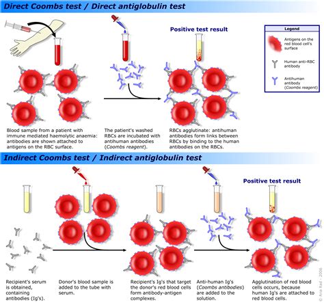Image result for Coombs Control Cells