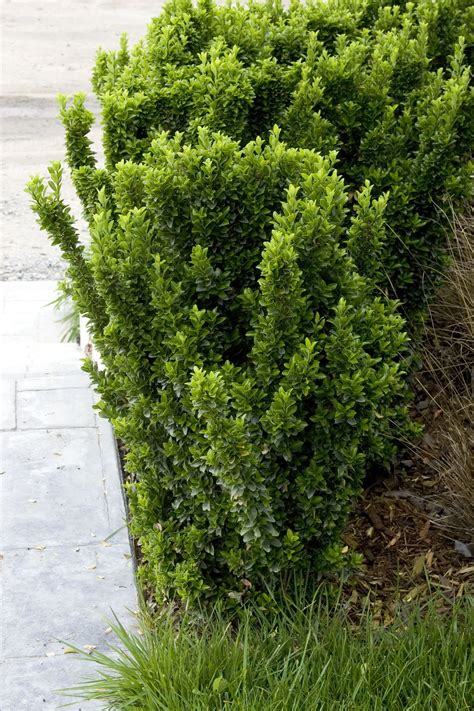 Green Spire Euonymus, Euonymus japonicus 'Green Spire', Monrovia Plant