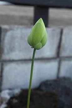 cycle of the lotus flower trivia koloa jodo cycle of the lotus flower trivia koloa jodo cycle of the lotus flower trivia koloa jodo cycle of the lotus flower trivia koloa jodo