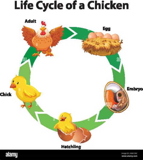 Diagram showing life cycle of chicken Stock Vector Image & Art - Alamy
