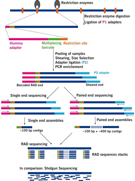 cDNA Synthesis Protocol 的图像结果