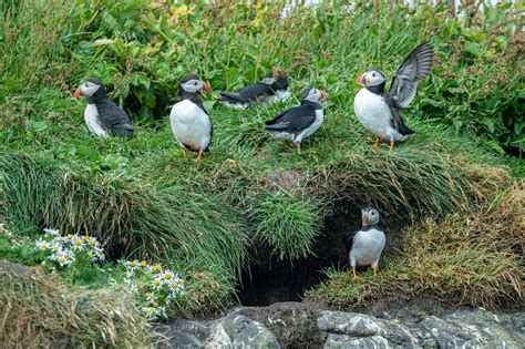 Photographing Atlantic Puffins in Iceland | Wildlife Photo