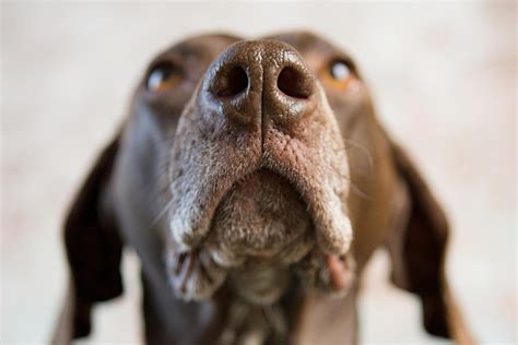 Why Are Dog Noses Wet? | What a Wet Dog Nose Means