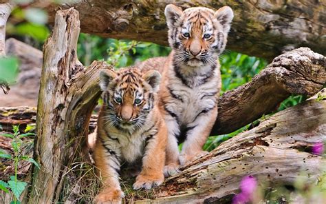 Adorable Tiger Cubs - Stunning HD Wallpaper