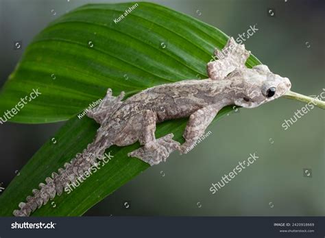 Flying Gecko Ptychozoon Kuhli On Leaves Stock Photo 2420918669 ...