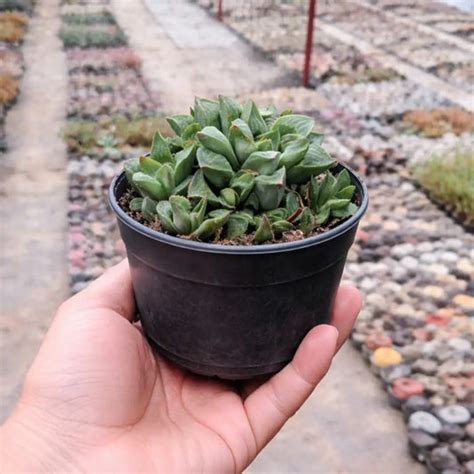 Haworthia – Plant Orbit