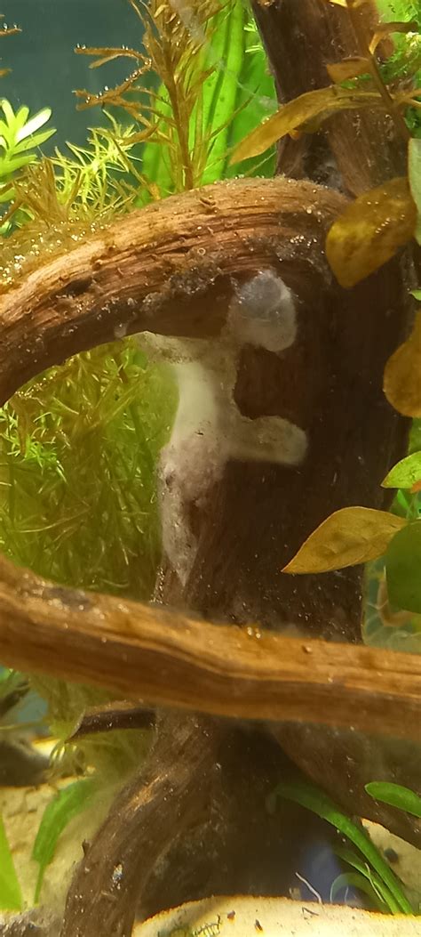 How to Test Wood for Aquariums 的图像结果