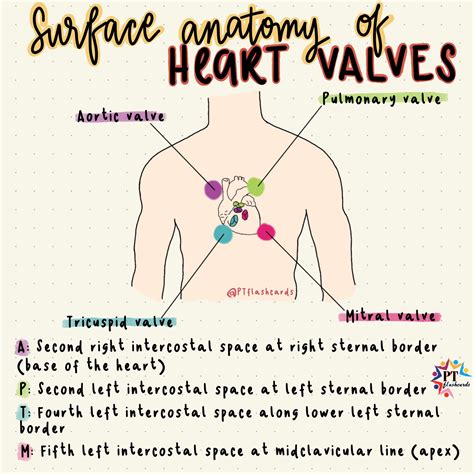 Mitral Valve Location Intercostal Space